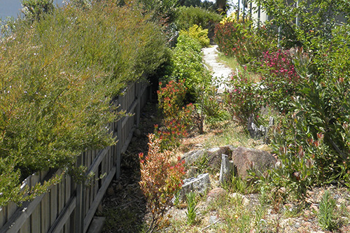 Trees and shrubs at home