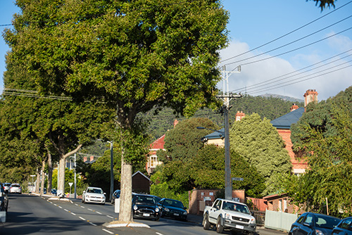 Street trees