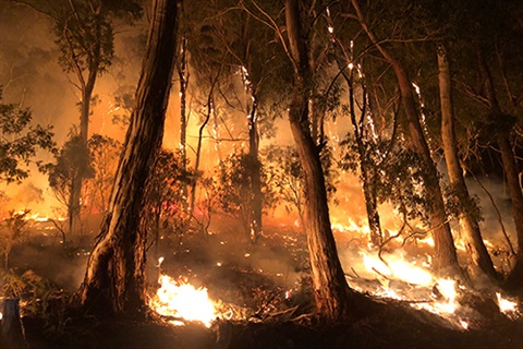 Bushfire
